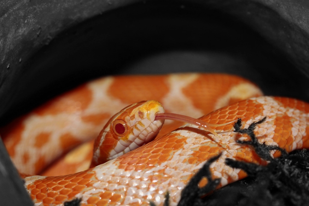 Best Snakes for Beginners