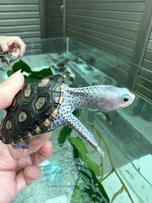 Diamondback Terrapin