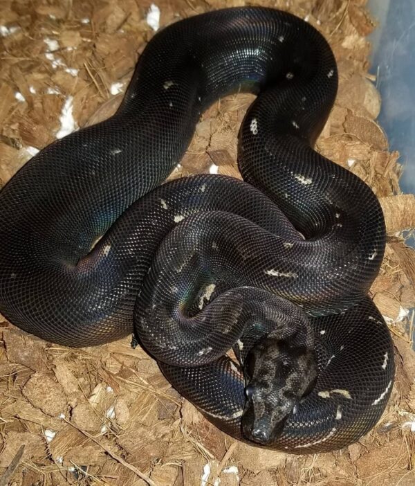 Black Devil Boa