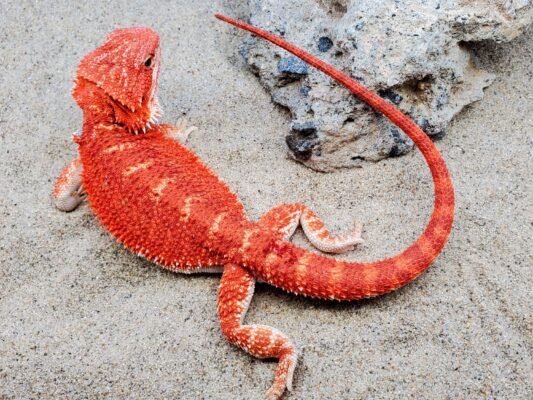 Red Hypo Translucent Bearded Dragon