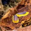 Blue Lemon Isopod