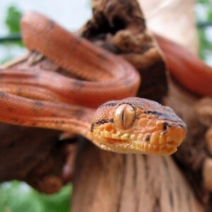 Pepper Phase Amazon Tree Boa