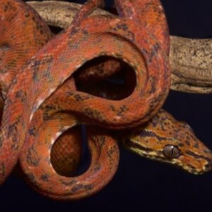 Pepper Phase Amazon Tree Boa