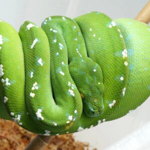 Aru Green Tree Python