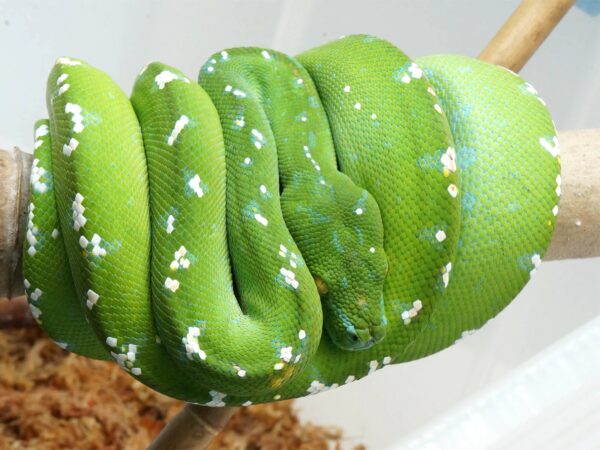 Aru Green Tree Python