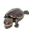 Narrow-Bridged Mexican Musk Turtle