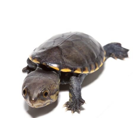 Narrow-Bridged Mexican Musk Turtle