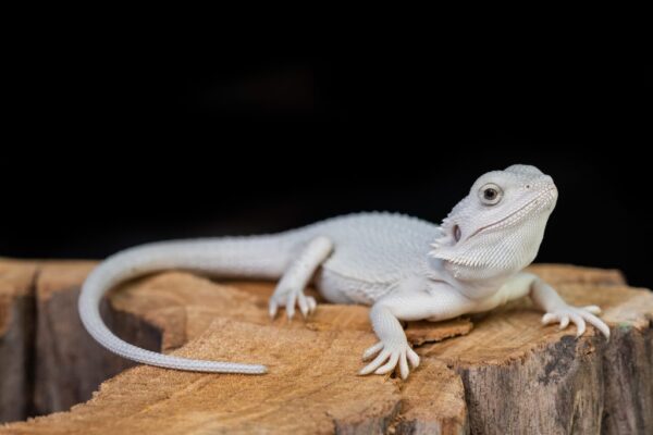 Red Bearded Dragon