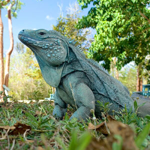 Grand Cayman Blue Iguana