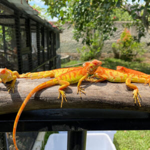 Crimson Albino Iguana