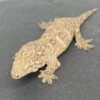 leachie gecko for sale