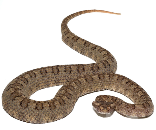 Horned Pit Viper