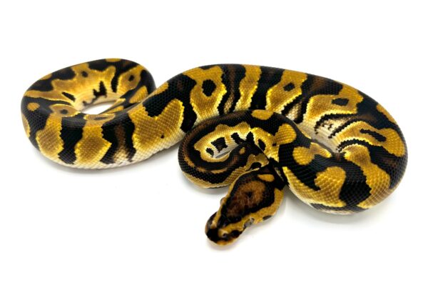 Orange Dream Pastel Crypton Ball Python