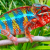 Ambilobe Panther Chameleon