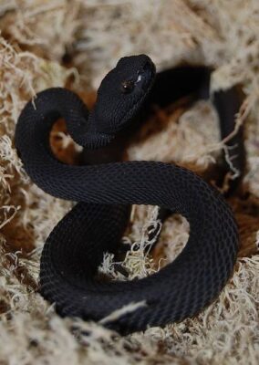 Black Purple Spotted Pit Viper