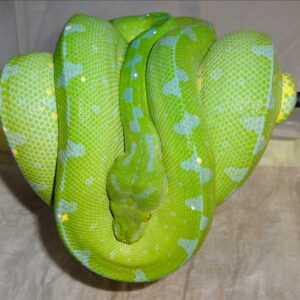 Sorong Green Tree Python