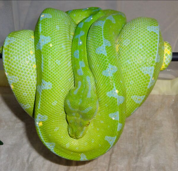 Sorong Green Tree Python