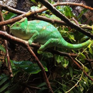 Parsons Chameleon