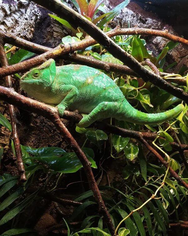 Parsons Chameleon