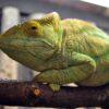 Yellow Giant Parsons Chameleon