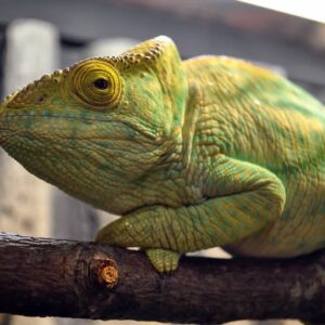 Yellow Giant Parsons Chameleon