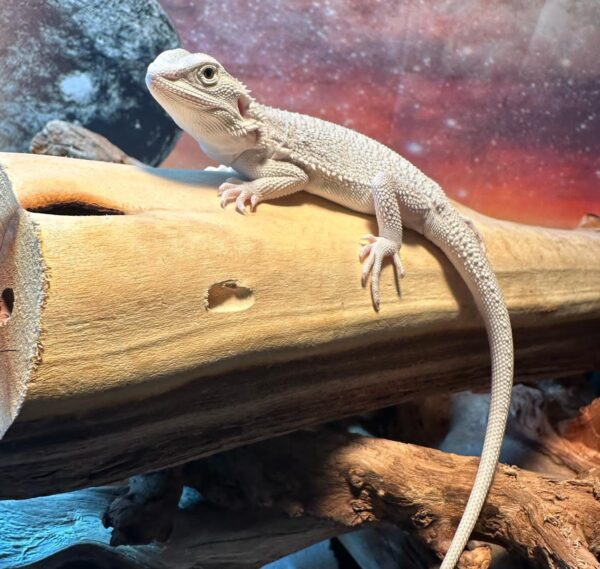 Hypo Zero Bearded Dragon