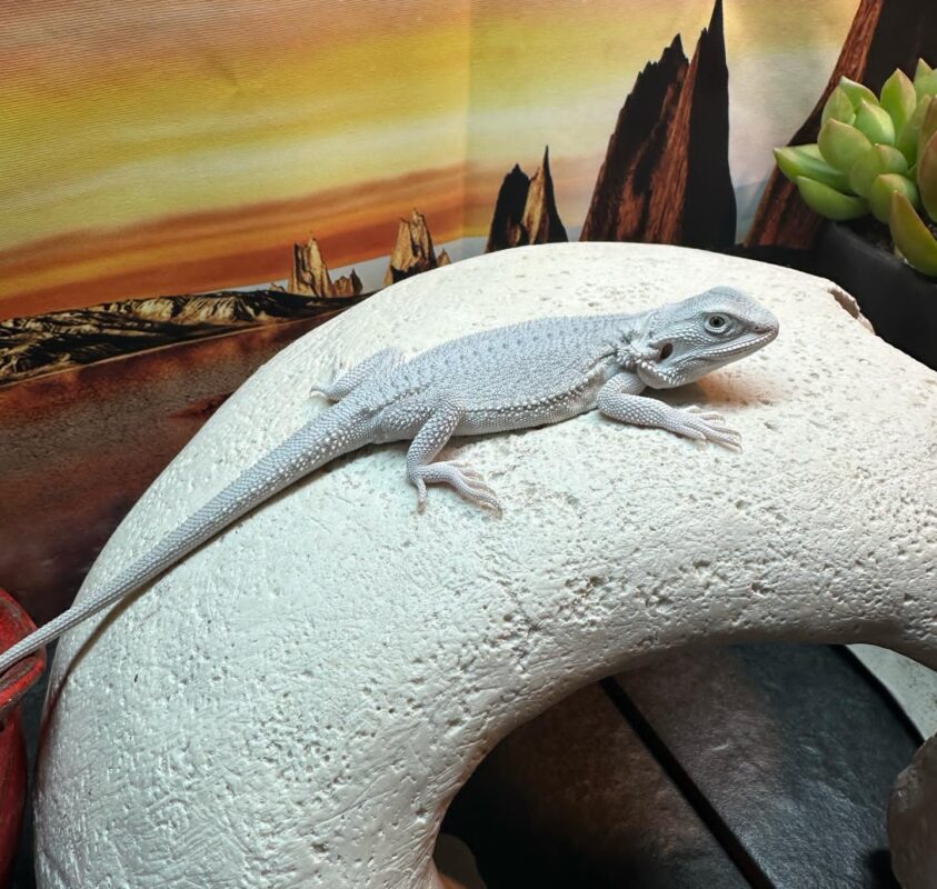 Hypo Zero Bearded Dragon