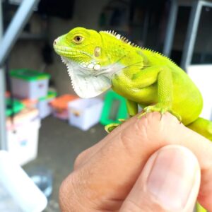 Green Iguana