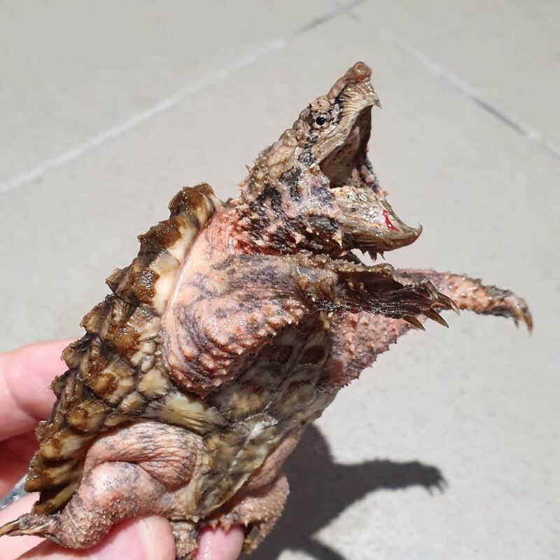 Alligator Snapping Turtle