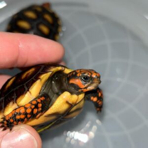 Hypo Red footed Tortoise