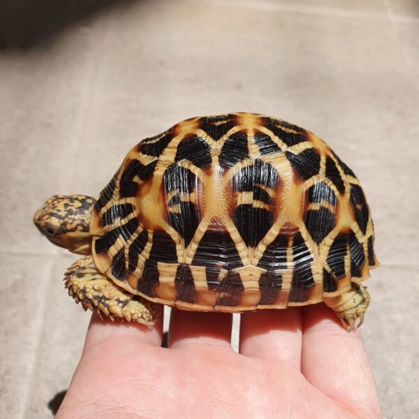 Indian Star Tortoise