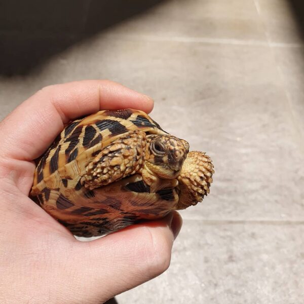 Indian Star Tortoise