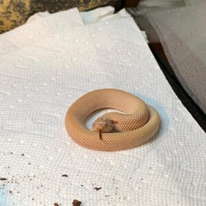 Super Anaconda Hognose