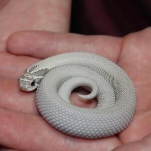 Axanthic Super Anaconda Hognose