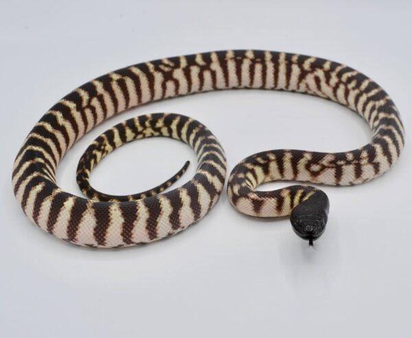 Black Headed Python