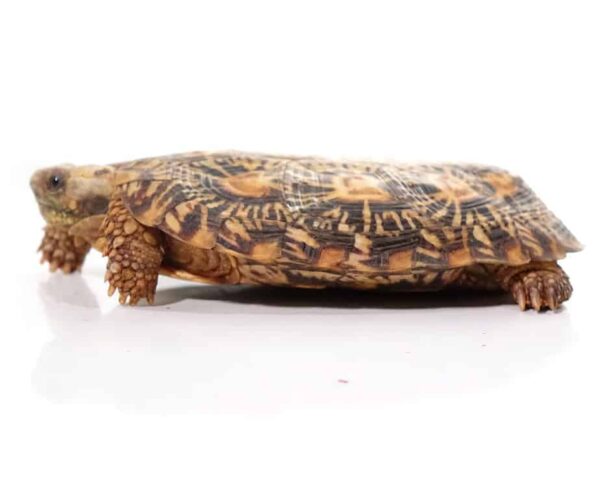 Adult Pancake Tortoise