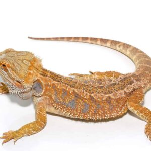 Hypo Inferno Blue Bar Bearded Dragon