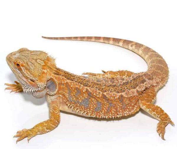 Hypo Inferno Blue Bar Bearded Dragon