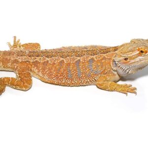 Hypo Inferno Blue Bar Bearded Dragon