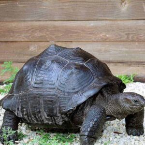 Aldabra Tortoise