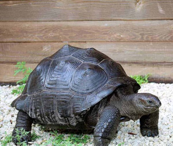 Aldabra Tortoise