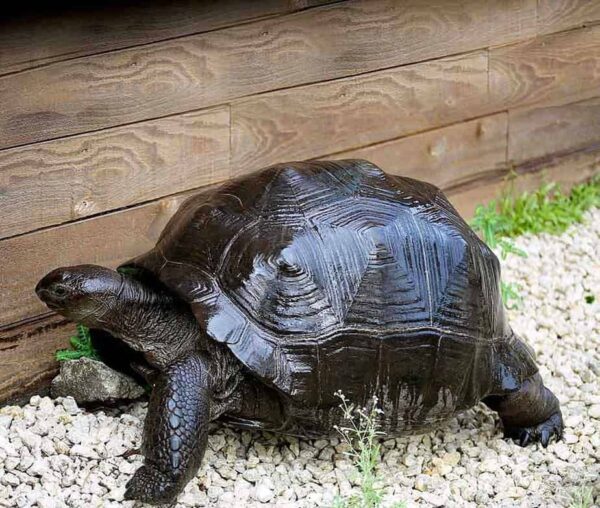 Aldabra Tortoise