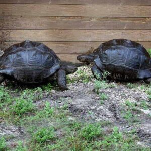 Aldabra Tortoise