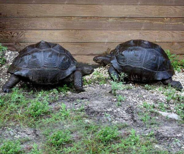 Aldabra Tortoise