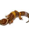 East Indian Leopard Gecko