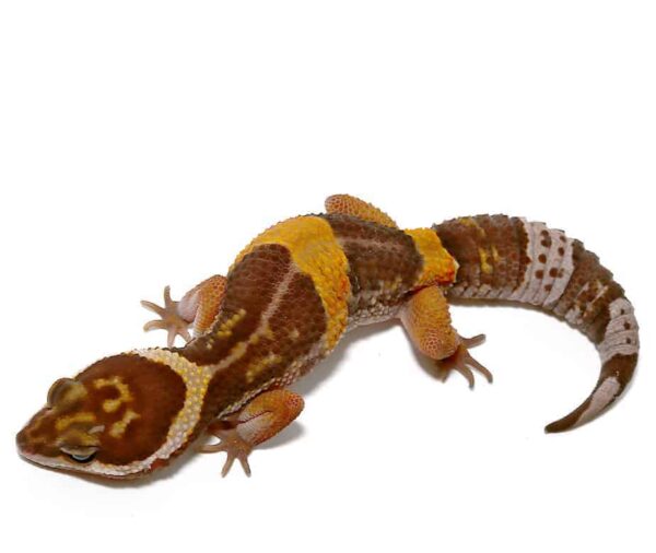 East Indian Leopard Gecko