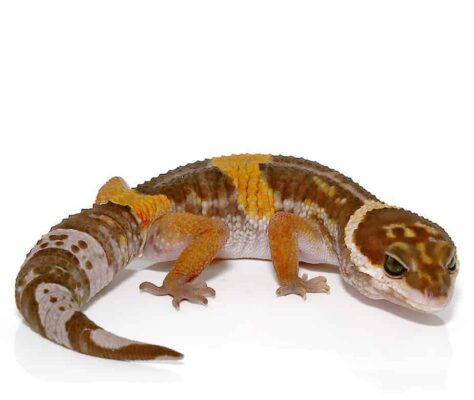 East Indian Leopard Gecko