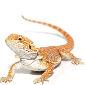 Hypo Sunbeam Bearded Dragon