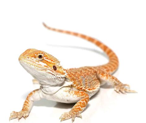 Hypo Sunbeam Bearded Dragon