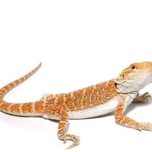 Hypo Sunbeam Bearded Dragon